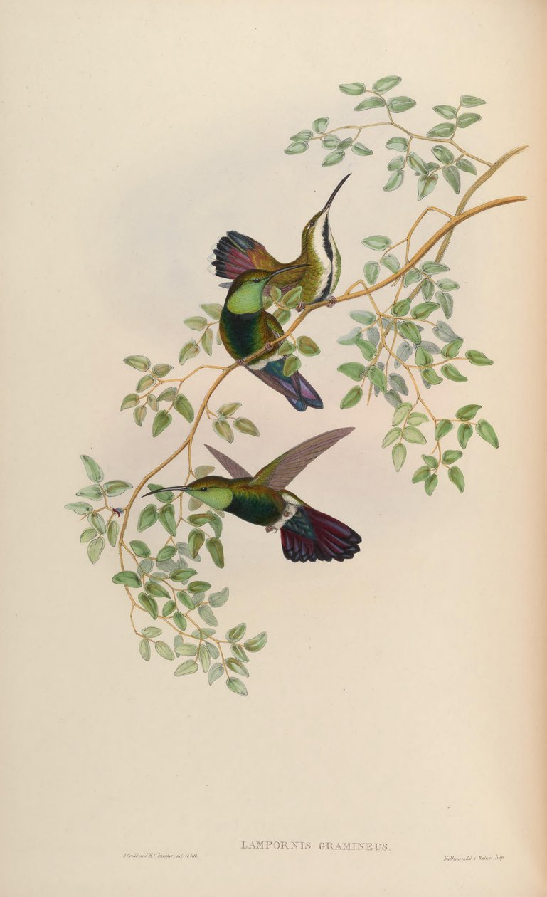 Lampornis石菖蒲= Anthracotkorax viridigula草 作者 约翰·古尔德