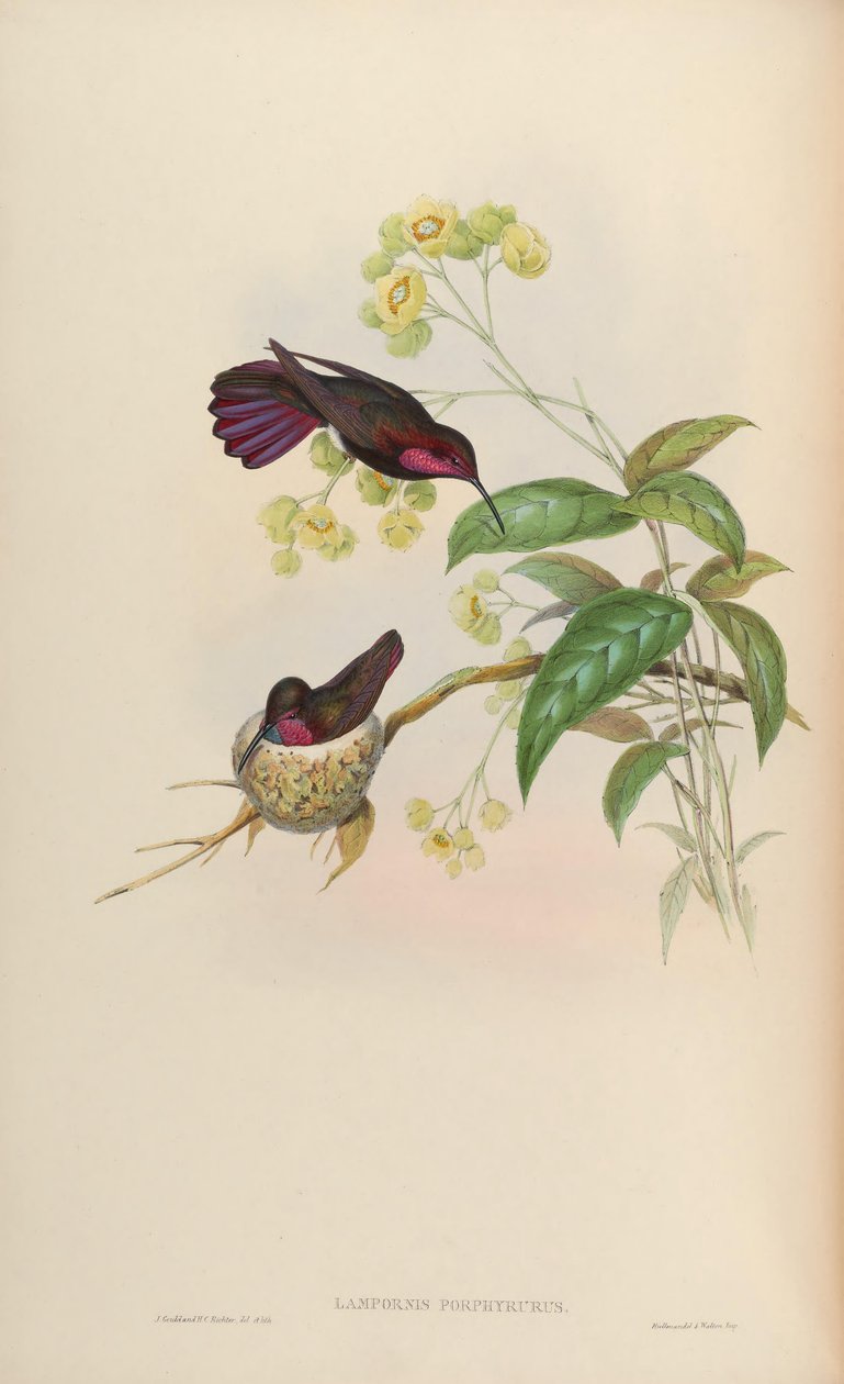 Lampornis porphyrurus = Anthracothorax芒果 作者 约翰·古尔德