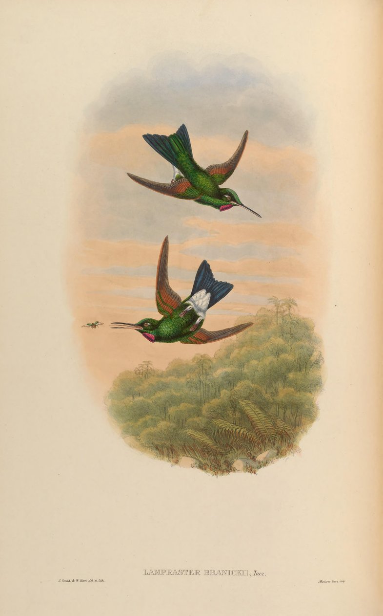 Lampraster branickii = Heliodoxa branickii 作者 约翰·古尔德