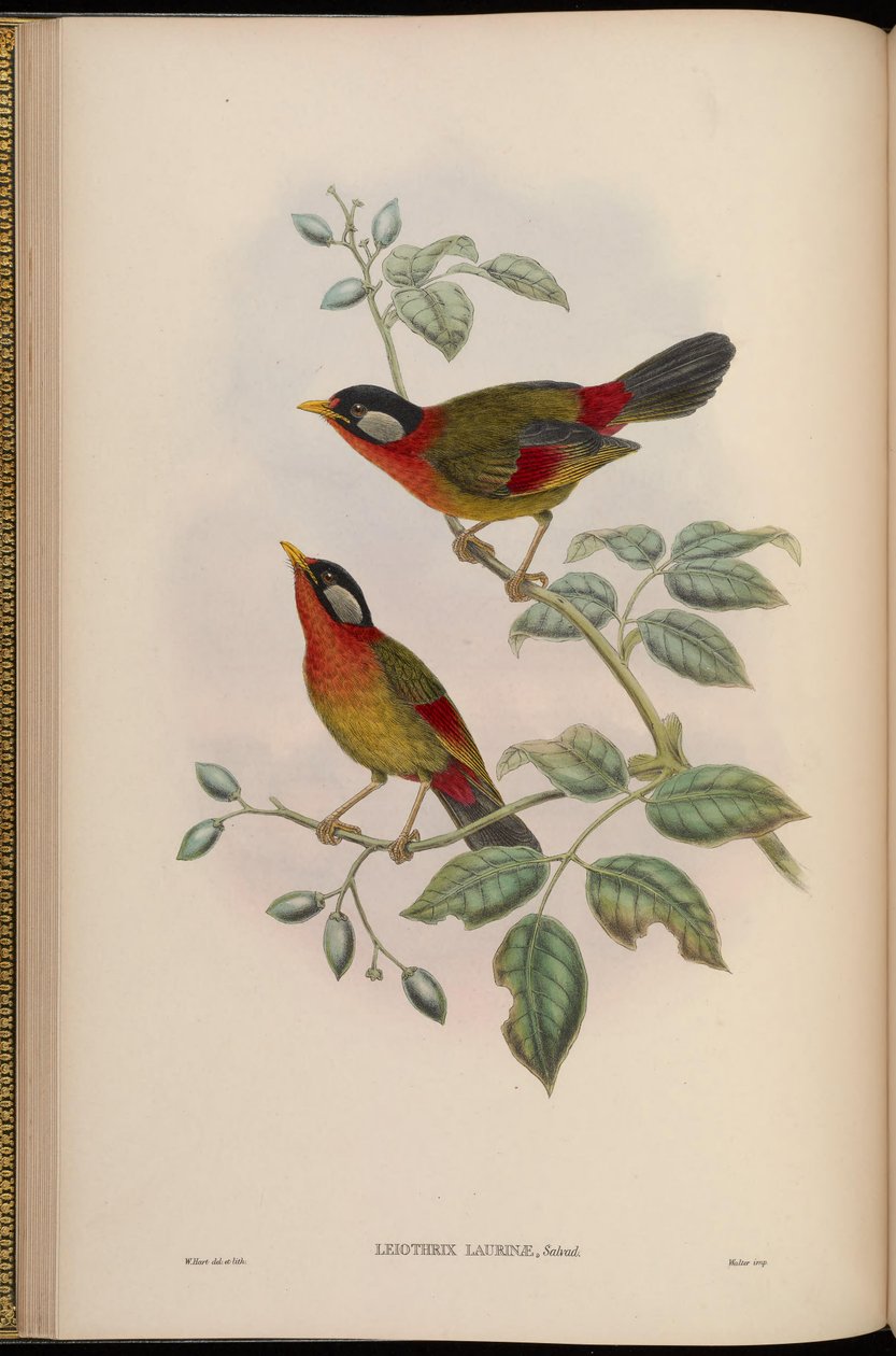 Leiothrix laurinae = Leiothrix argentauris laurinae 作者 约翰·古尔德