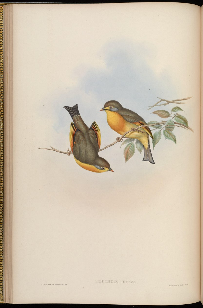 Leiothrix lutea 作者 约翰·古尔德