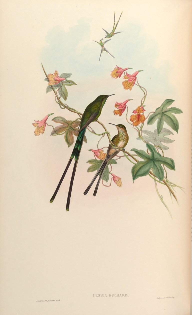 Lesbia eucharis = Lesbia victoriatoriae eucharis 作者 约翰·古尔德
