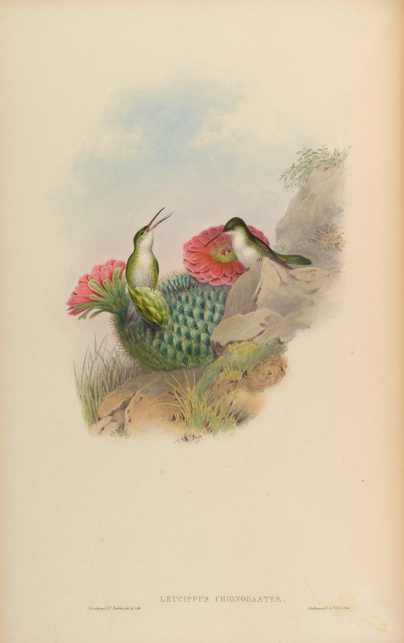 Leucippus chionogaster = Amazilia chionogaster 作者 约翰·古尔德