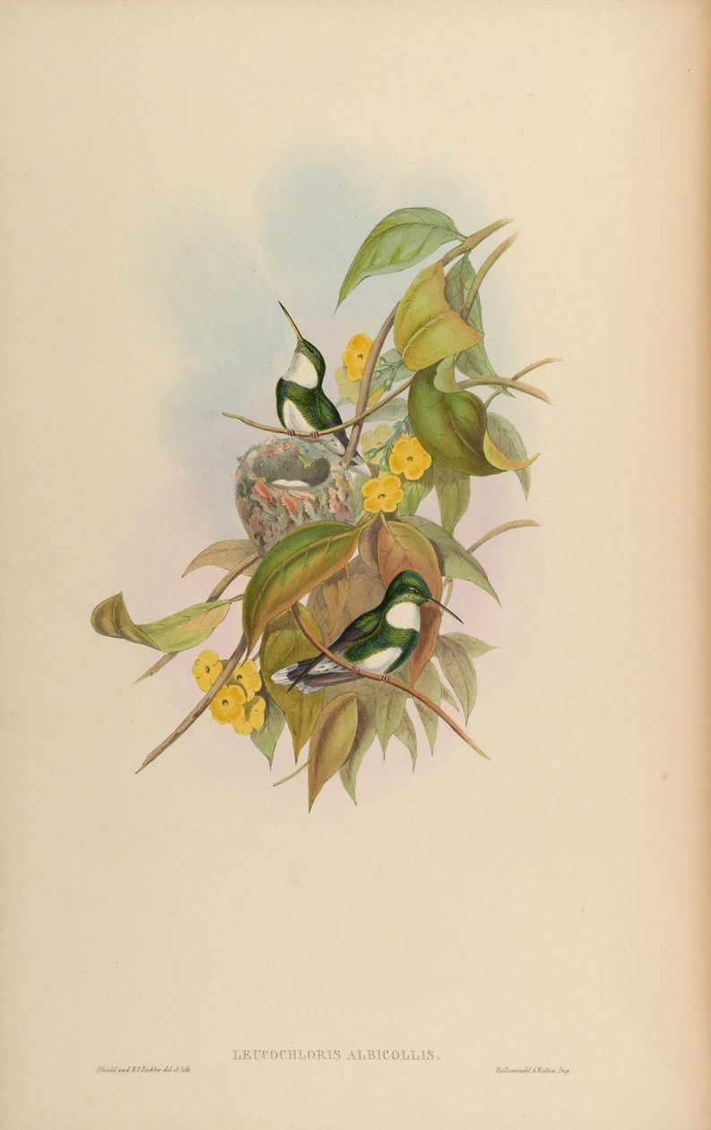 白桦（Leucochloris albicollis） 作者 约翰·古尔德