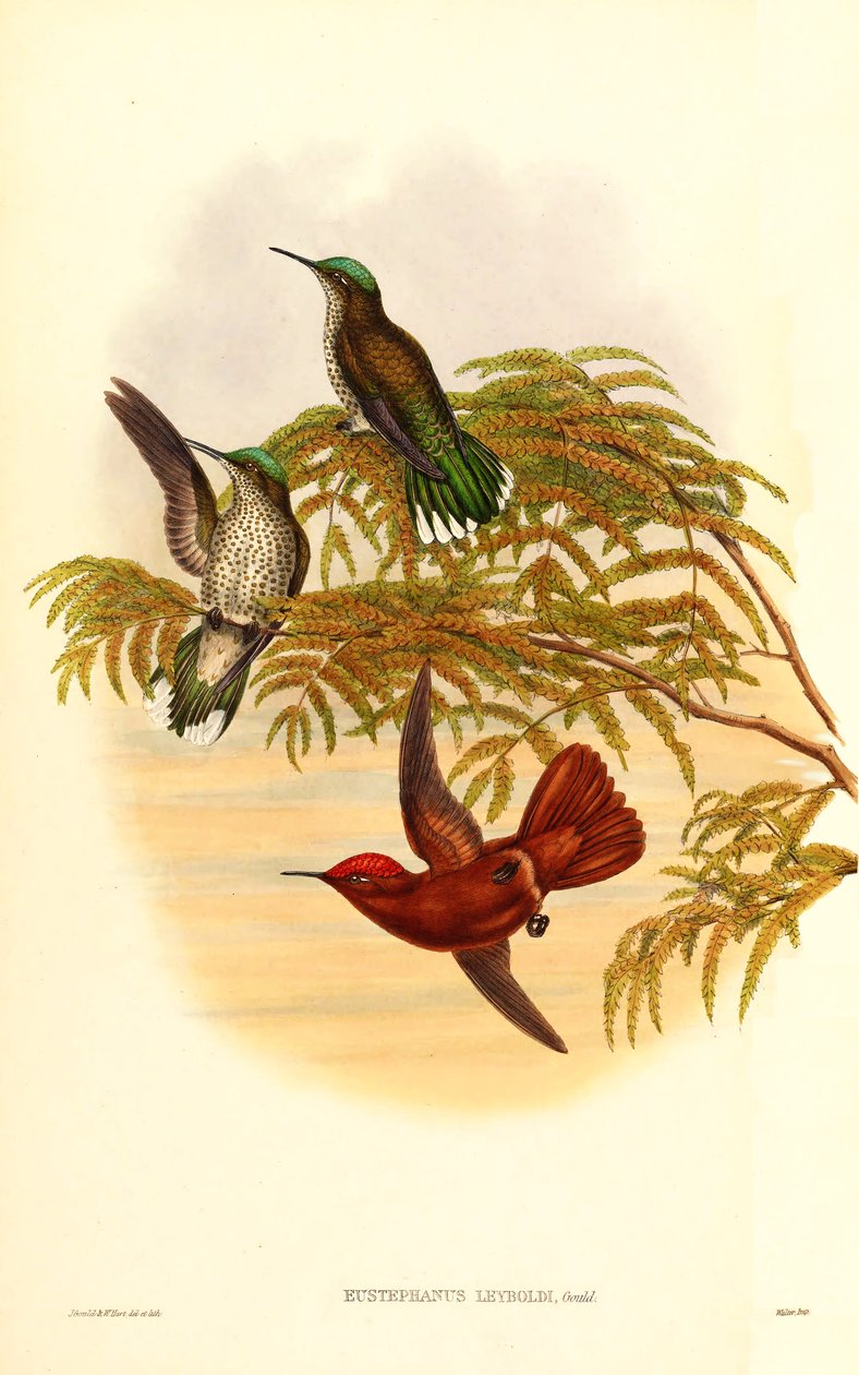 Leybold的火冠（Eustephanus Leyboldi）现在是Sephanoides fernandensis leyboldi的同义词 作者 约翰·古尔德