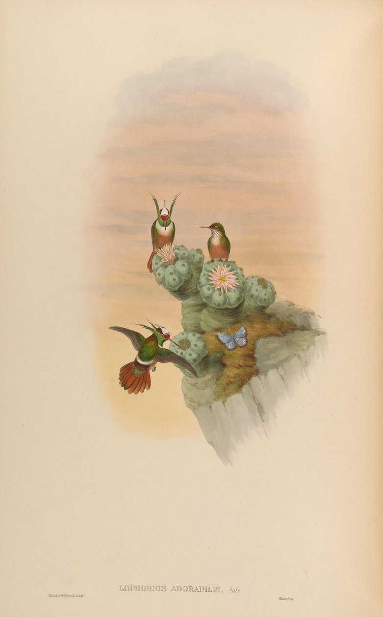 Lophornis adorabilis 作者 约翰·古尔德