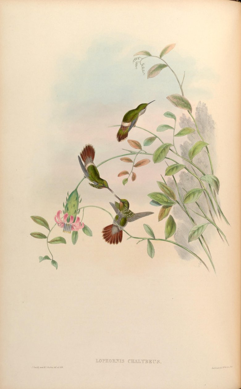 Lophornis chalybaeus 作者 约翰·古尔德