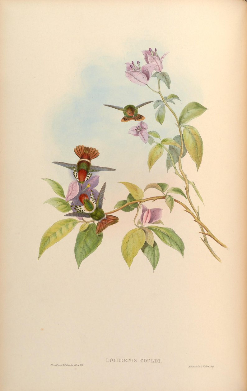 Lophornis gouldii 作者 约翰·古尔德