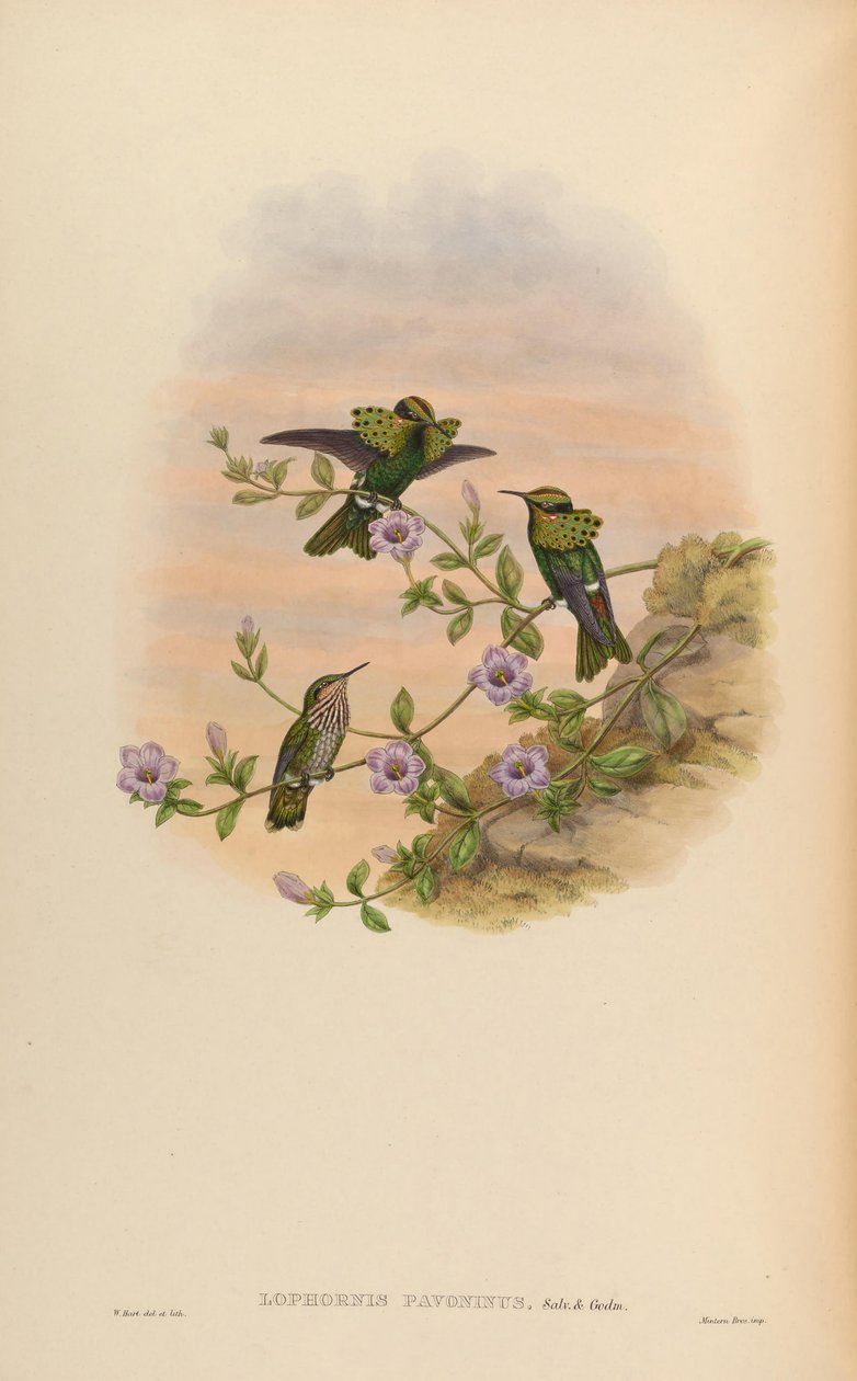Lophornis pavoninus 作者 约翰·古尔德