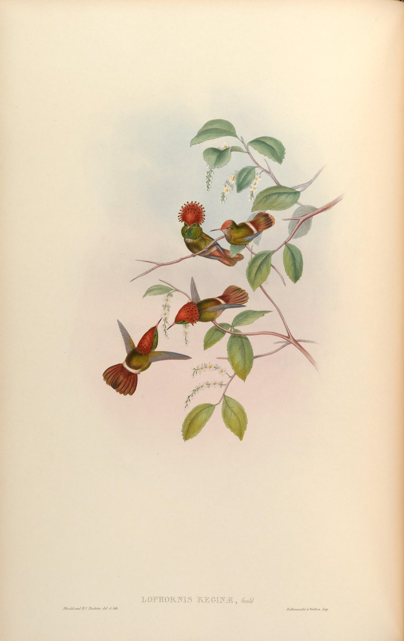 Lophornis张大= Lophornis stictolophus 作者 约翰·古尔德