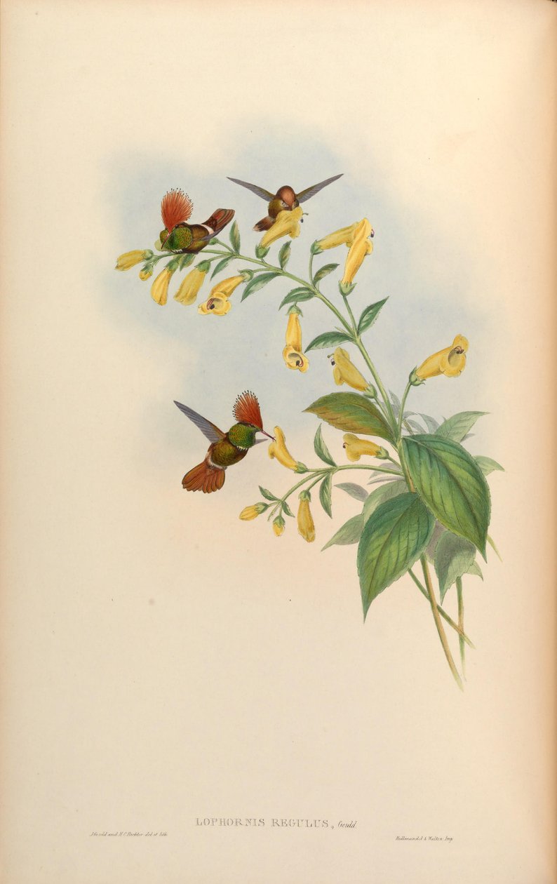 Lophornis regulus = Lophornis delattrei 作者 约翰·古尔德