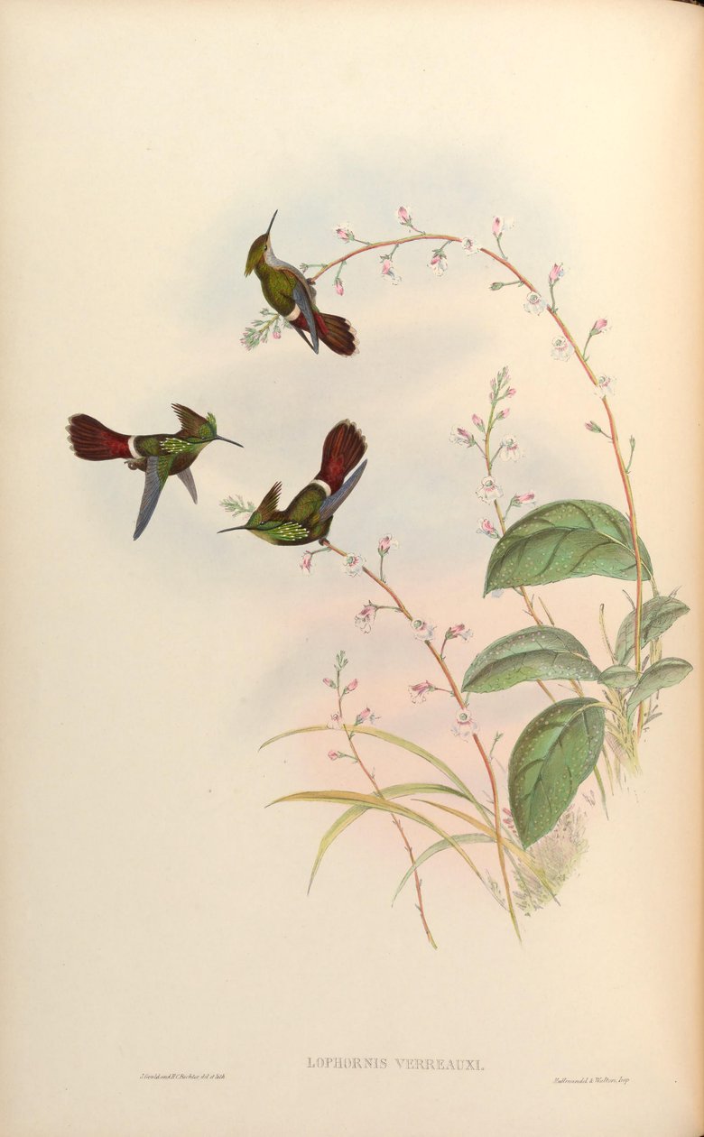 Lophornis verreauxi = Lophornis chalybaeus verrauxii 作者 约翰·古尔德