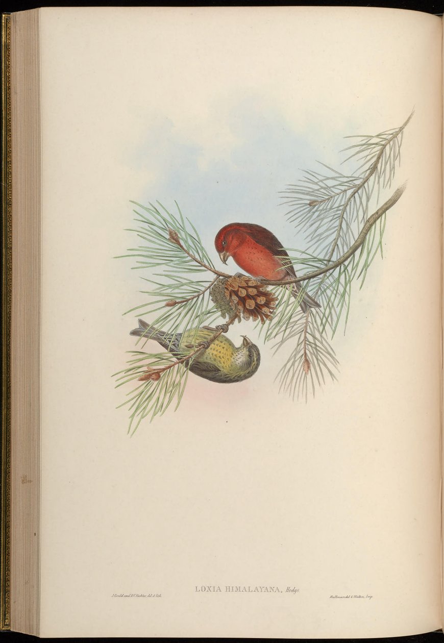 Loxia himalayensis = Loxia curvirostra himalayensis 作者 约翰·古尔德