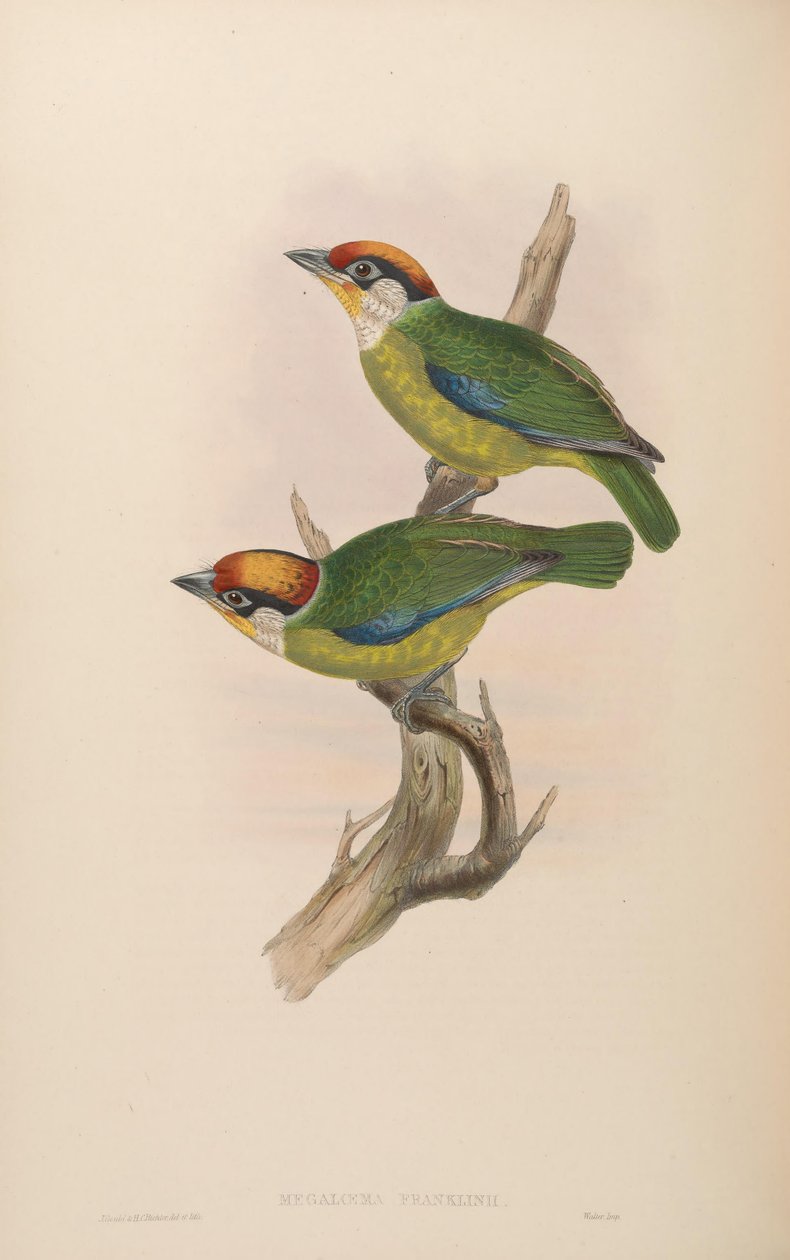 Megalaema franklinii = Megalaima franklinii 作者 约翰·古尔德