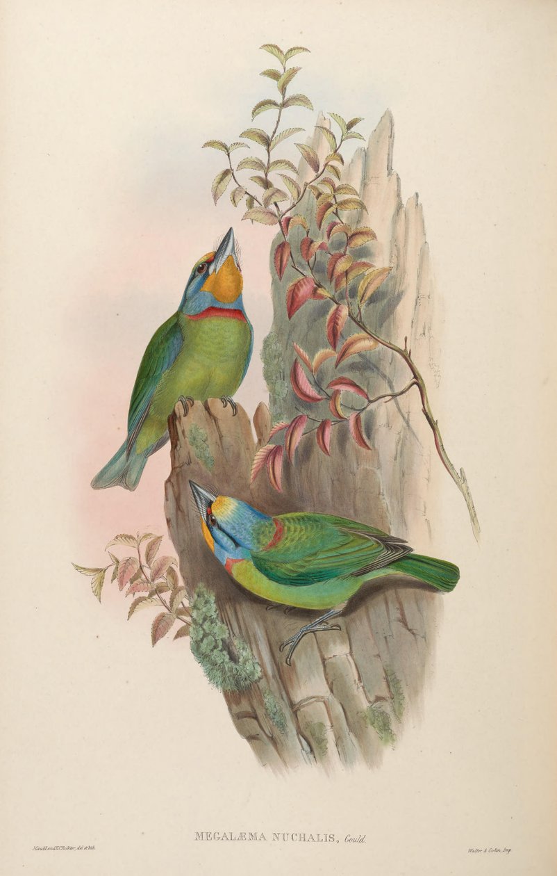 Megalaema nuchalis = Megalaima nuchalis 作者 约翰·古尔德