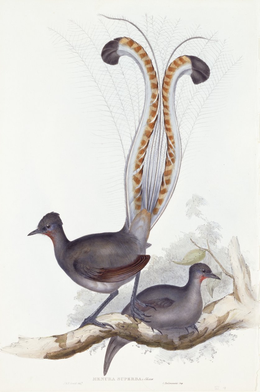 Superba menura：Shaw。 PL。 14.卷III，1837-1848 作者 约翰·古尔德