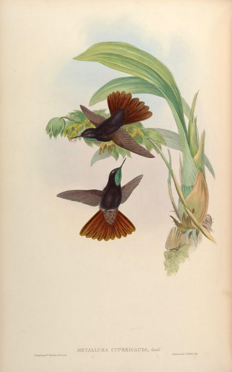 Metallura cupreicauda = Metallura Phoebe cupreicauda 作者 约翰·古尔德