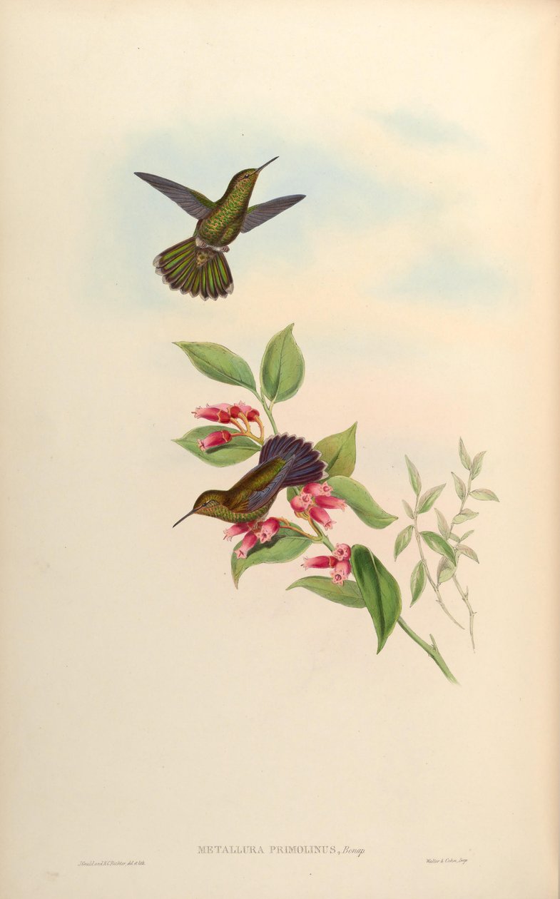 Metallura primolina = Metallura williami primolina 作者 约翰·古尔德