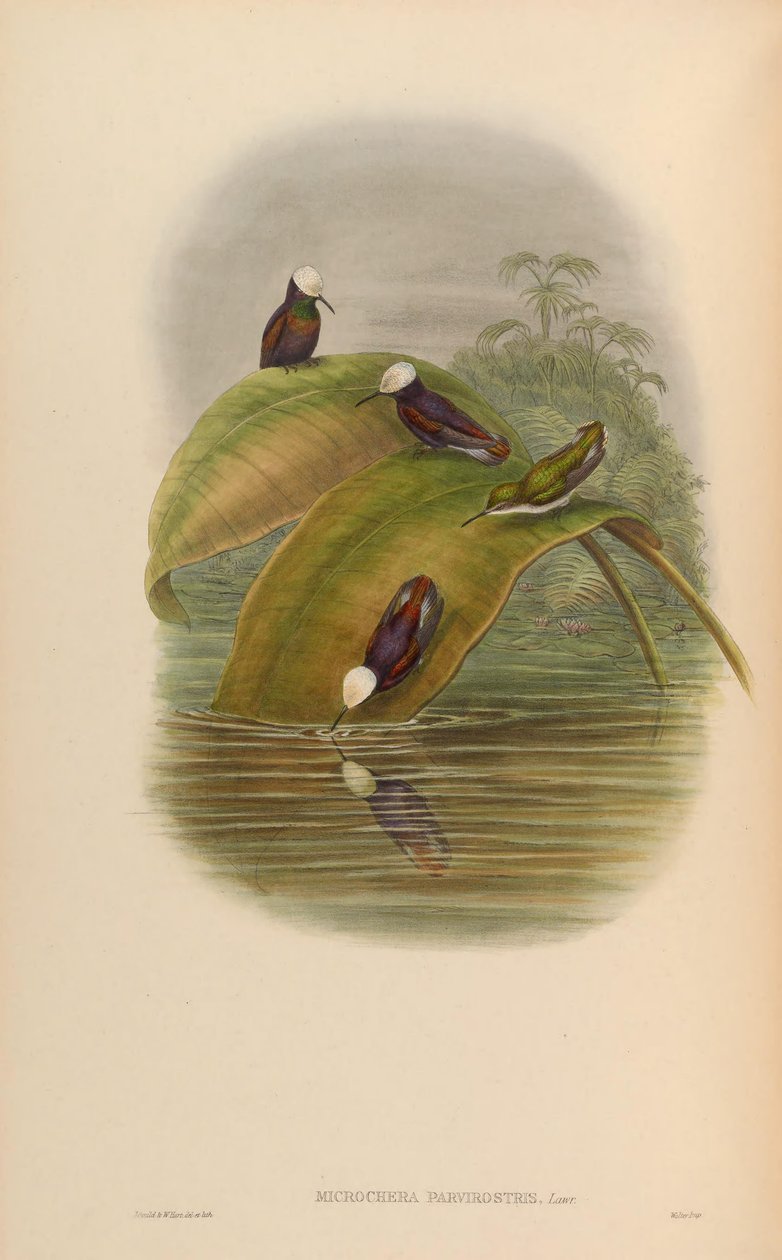 Microchera parvirostris = Microchip albocoronata parvirostris 作者 约翰·古尔德