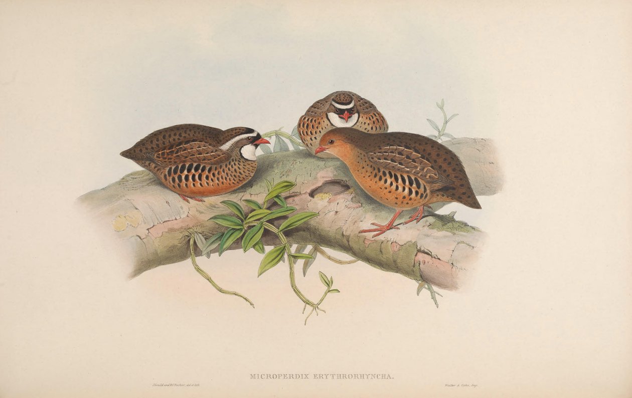 Microperdix erythrorhyncha = Perdicula erythrorhyncha 作者 约翰·古尔德
