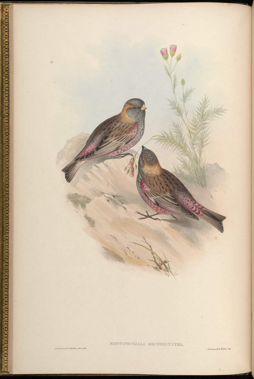 Montifringilla brunneinucha = Leucosticte brunneinucha = Leucosticte arctoa brunneinucha [2] 作者 约翰·古尔德