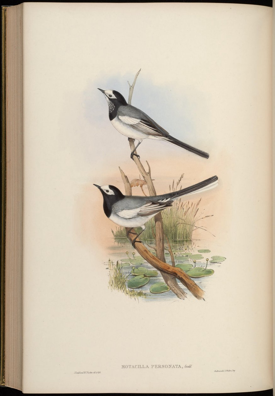 Motacilla personata = Motacilla alba personata 作者 约翰·古尔德
