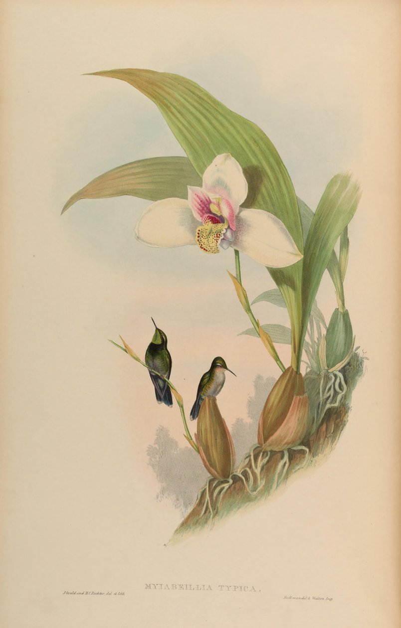 Myiabeilla typica = Abeille beillei 作者 约翰·古尔德