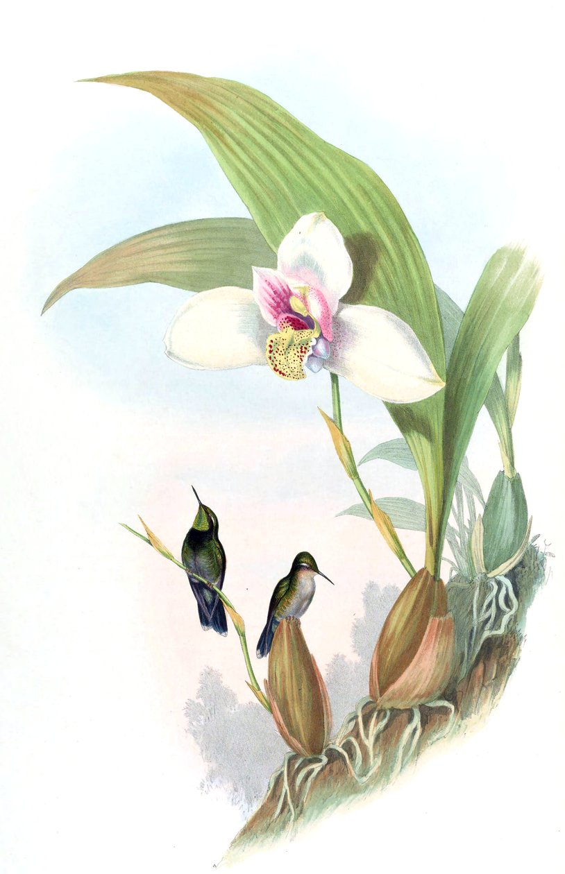 Myiabeilla typica = Abeille beillei 作者 约翰·古尔德
