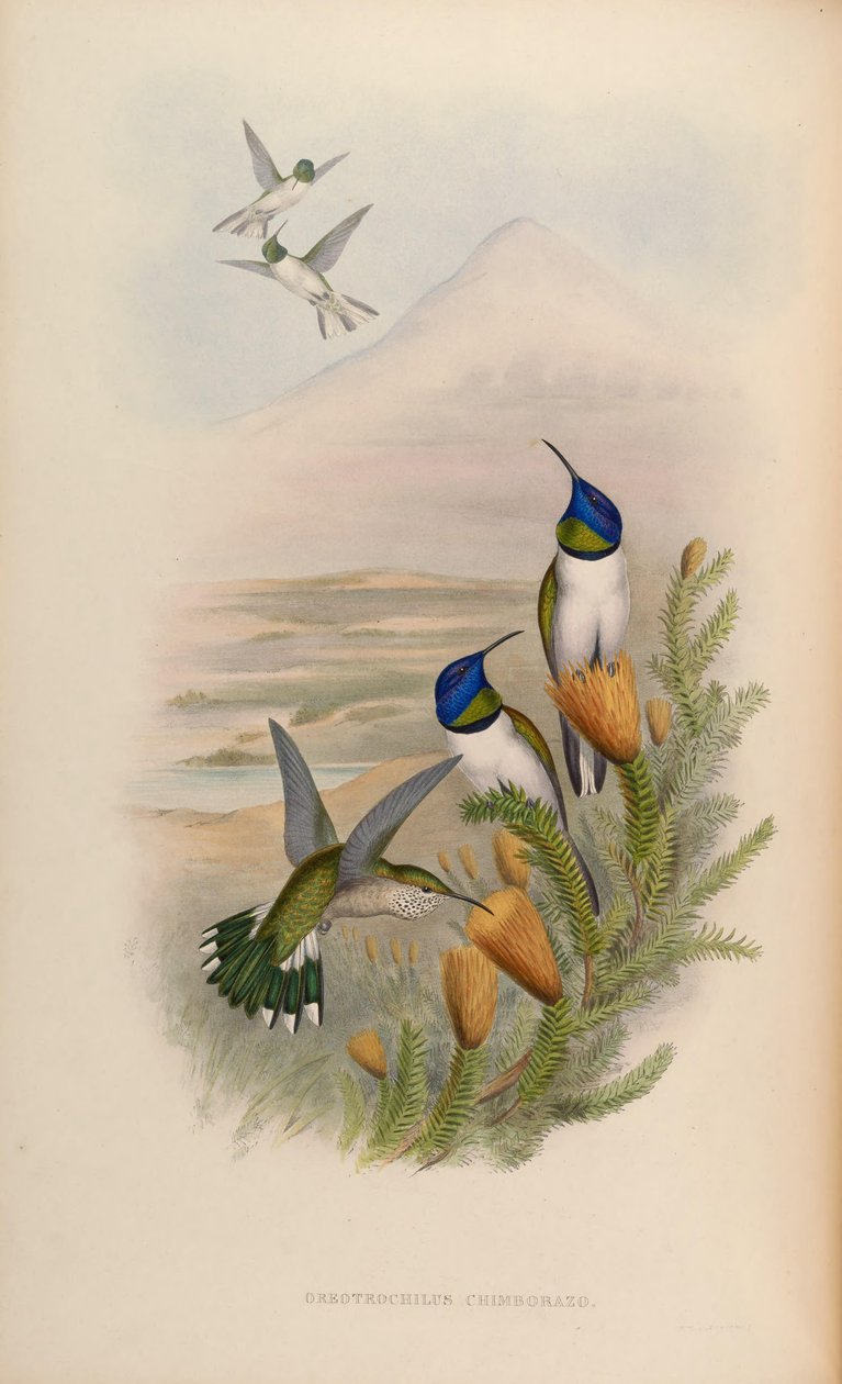 Oreotrochilus chimborazo 作者 约翰·古尔德
