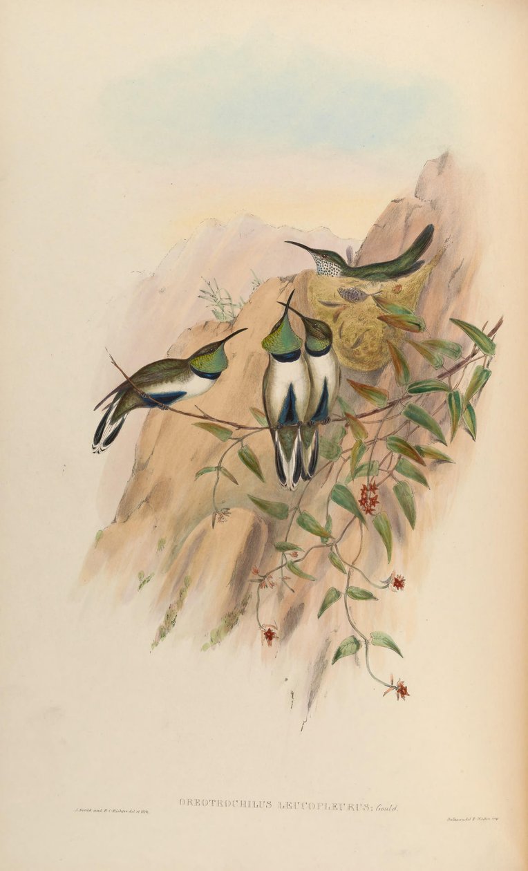 Oreotrochilus leucopleurus 作者 约翰·古尔德