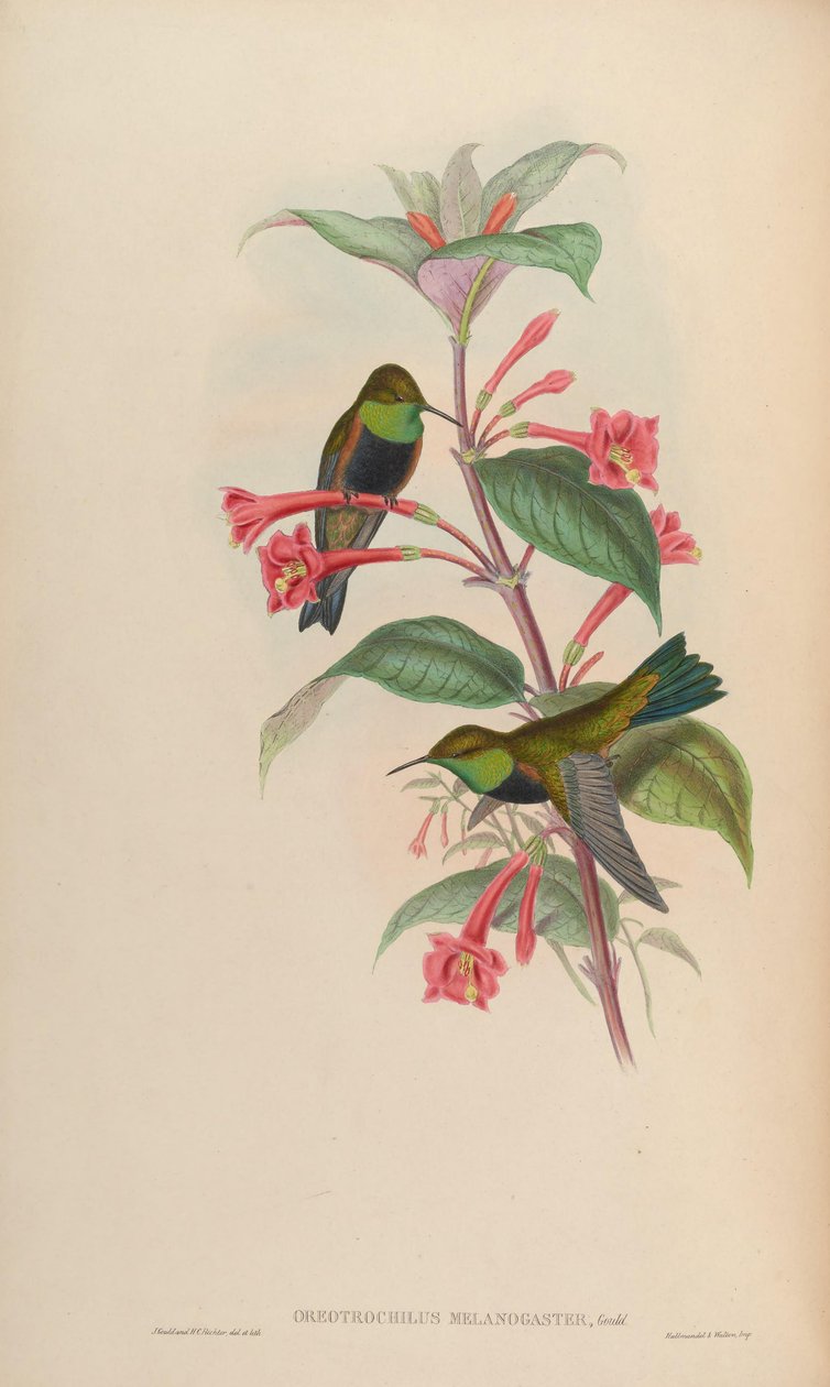 Oreotrochilus melanogaster 作者 约翰·古尔德