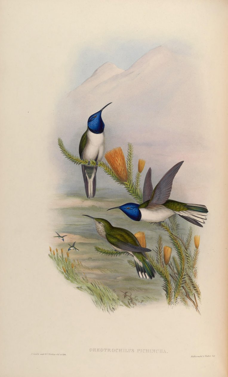 Oreotrochilus pichina = Oreotrochilus chimborazo jamesonii 作者 约翰·古尔德