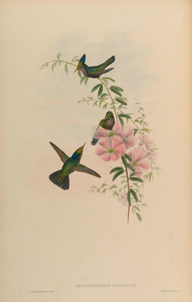Orthorhynchus cristatus 作者 约翰·古尔德