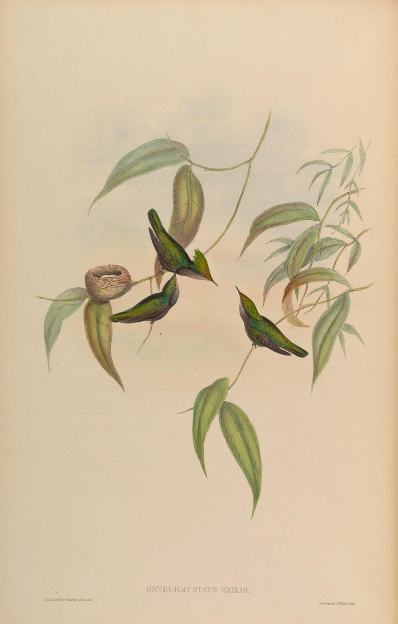 Orthorhynchus平均=凤头轻微orthorhynchus 作者 约翰·古尔德