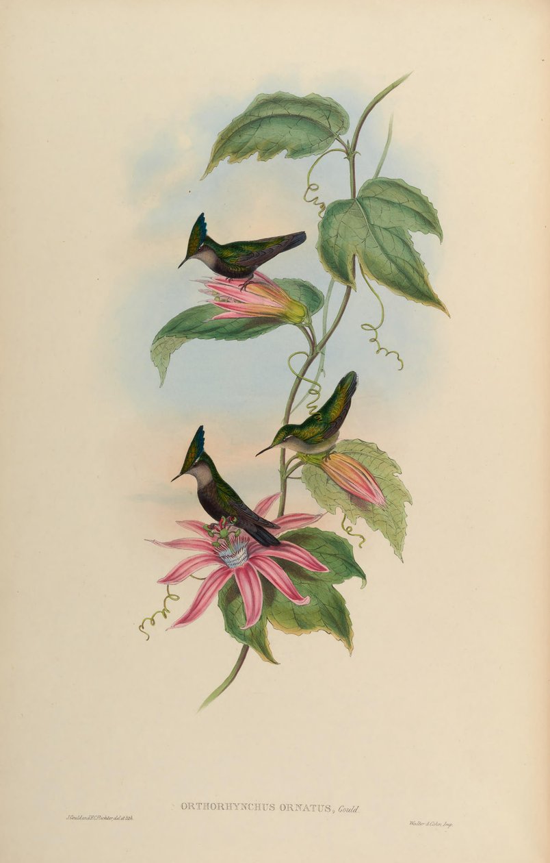 Orthorhynchus礼服她穿冠= orthorhynchus 作者 约翰·古尔德