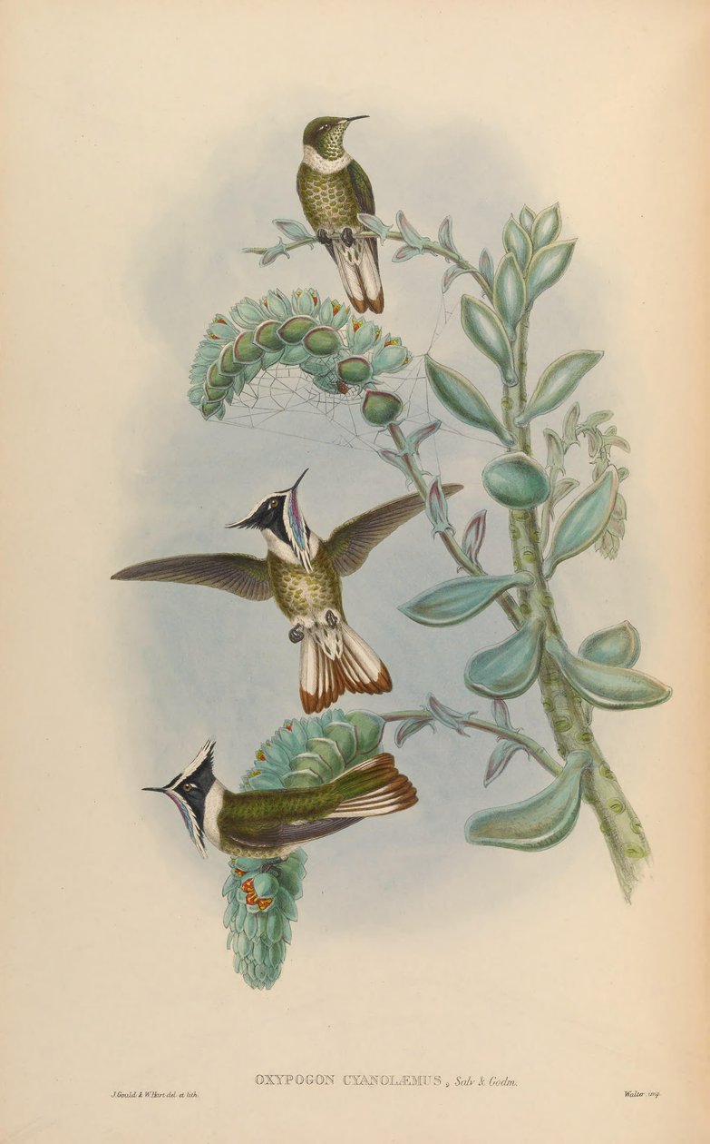 Oxypogon cyanolaemus = Oxypogon guerinii cyanolaemus 作者 约翰·古尔德