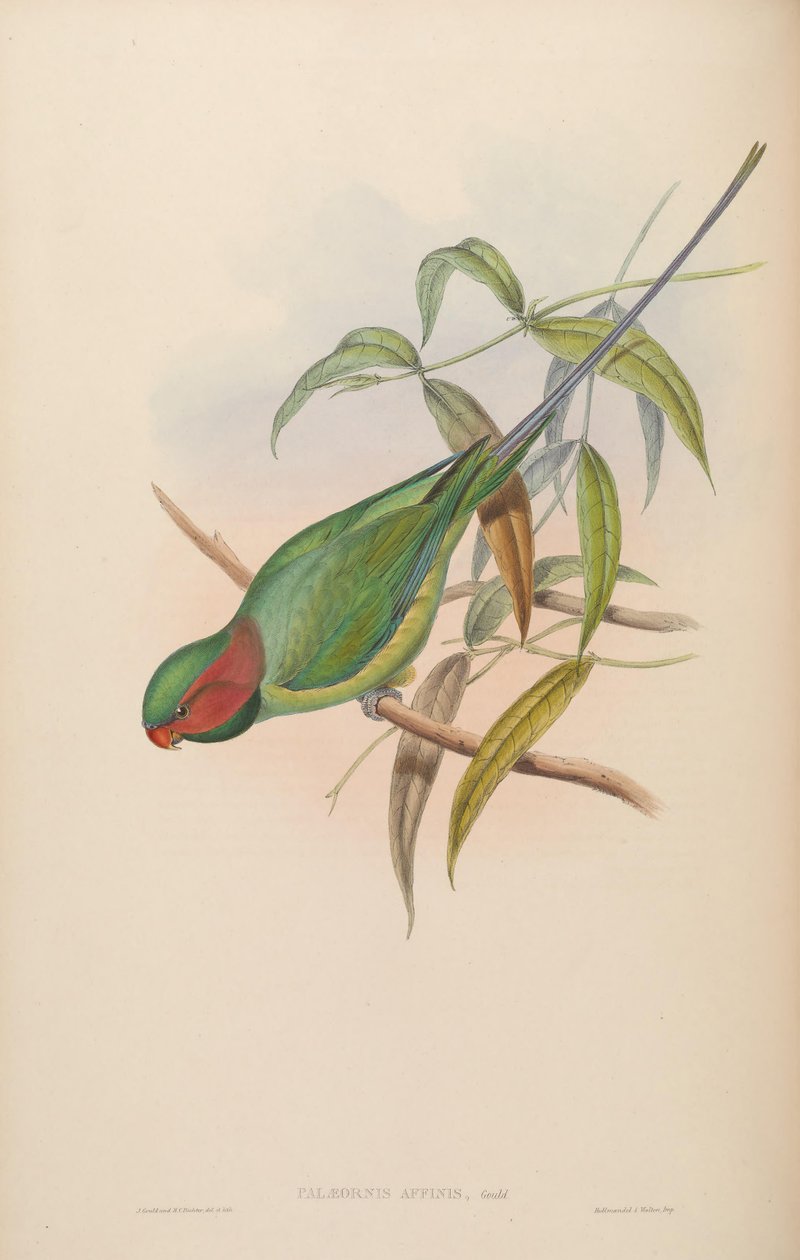 Palaeornis affinis = Psittacula longicauda 作者 约翰·古尔德