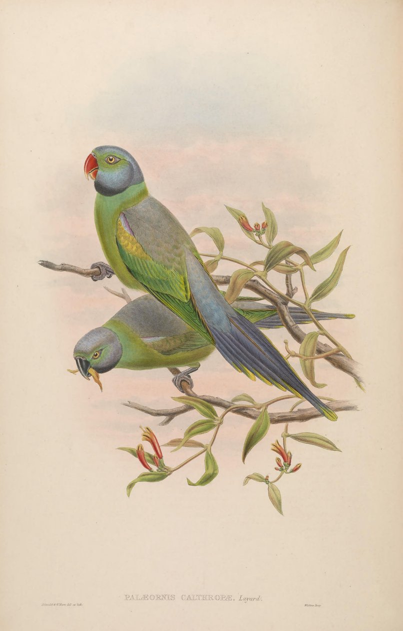 Palaeornis calthropae = Psittacula calthropae 作者 约翰·古尔德