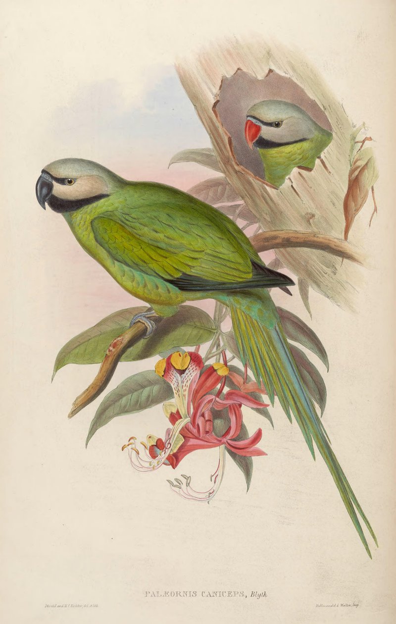 Palaeornis caniceps = Psittacula caniceps 作者 约翰·古尔德