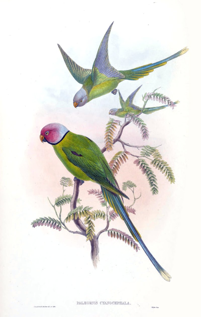 Palaeornis cyanocephalus = Psittacula cyanocephala [2] 作者 约翰·古尔德