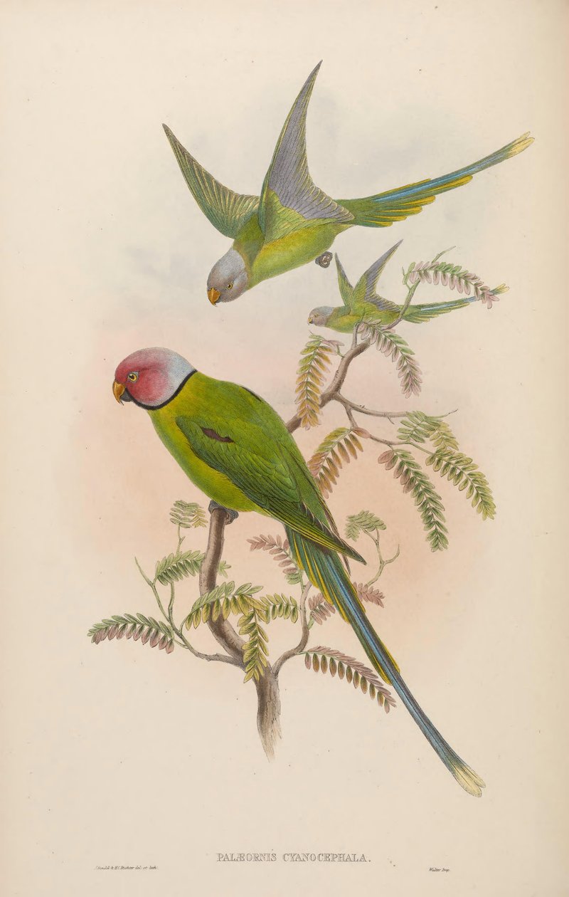 Palaeornis cyanocephalus = Psittacula cyanocephala [2] 作者 约翰·古尔德