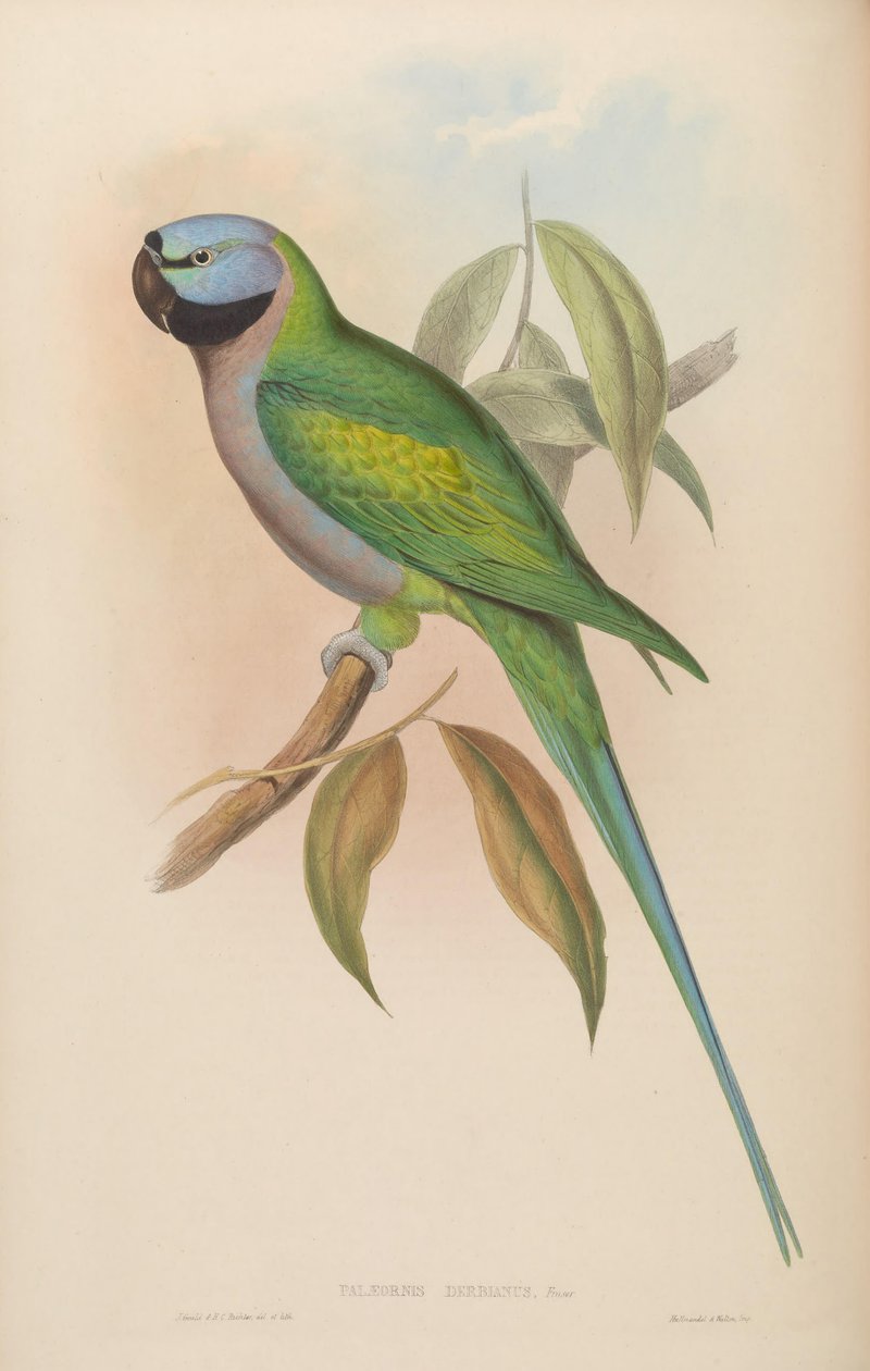 Palaeornis derbianus = Psittacula derbiana 作者 约翰·古尔德