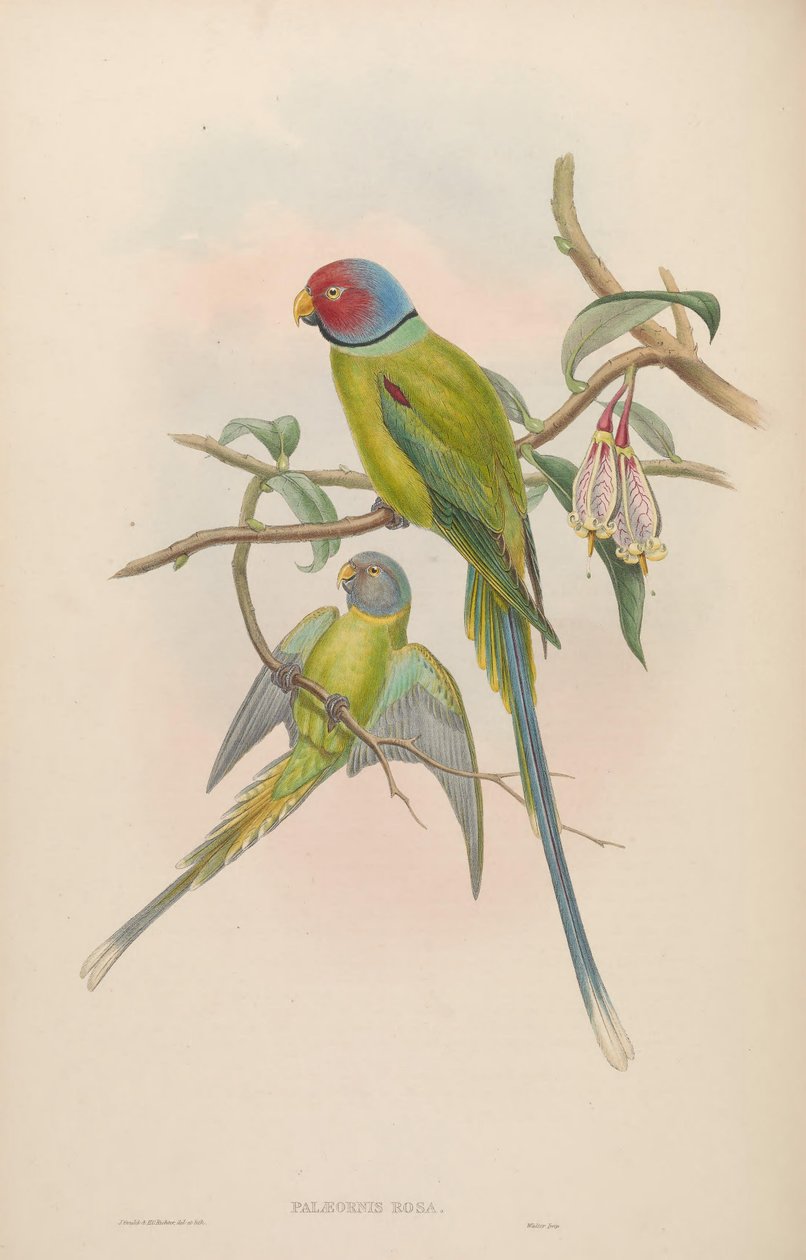 Palaeornis rosa = Psittacula roseata 作者 约翰·古尔德