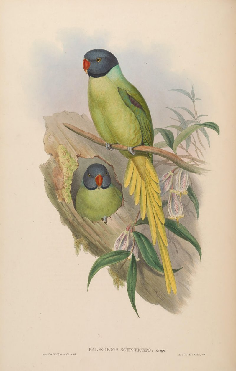 Palaeornis schisticeps = Psittacula finschii 作者 约翰·古尔德