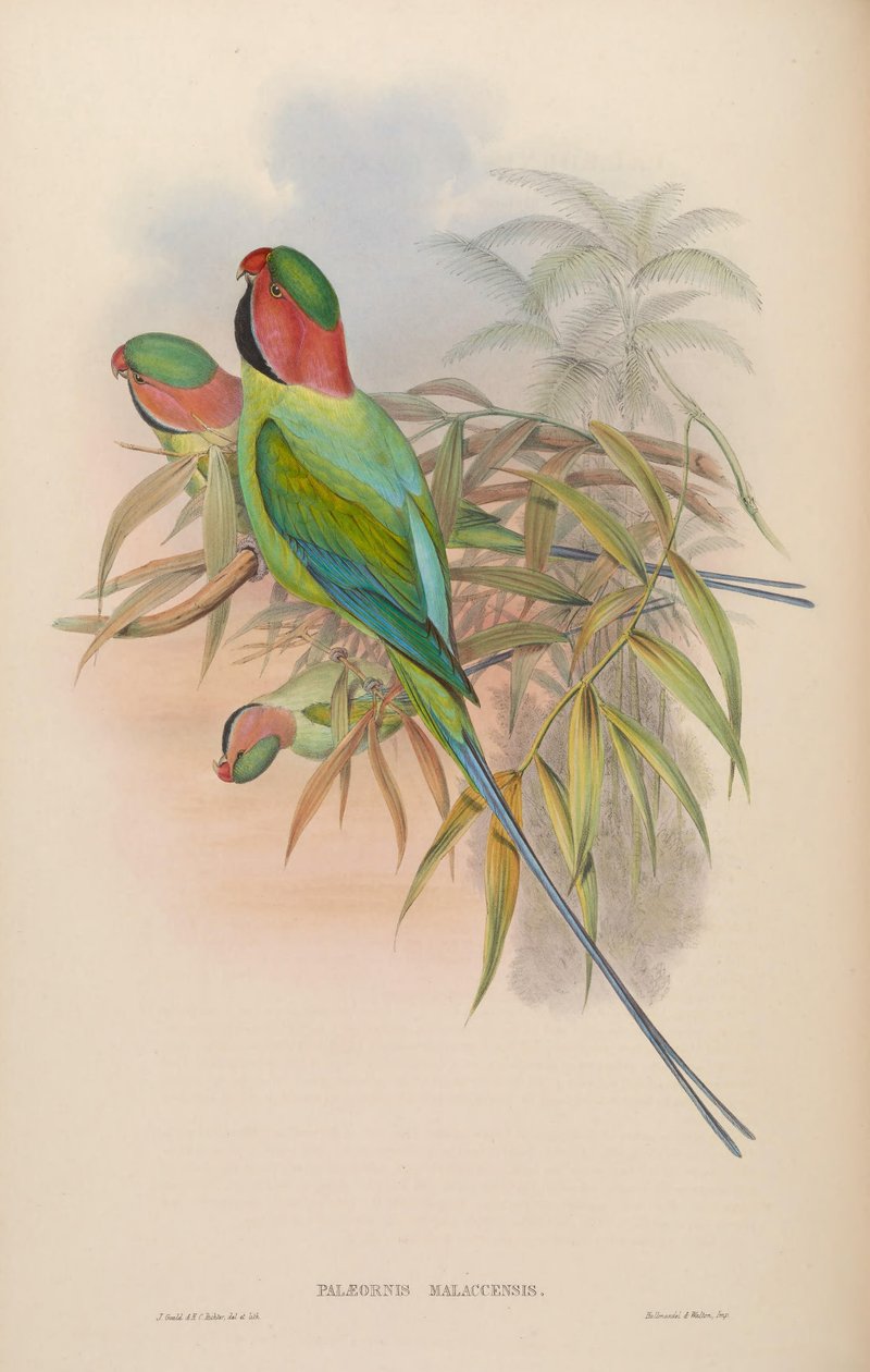 Palæornismalaccensis= Psittacula longicauda nicobarica 作者 约翰·古尔德