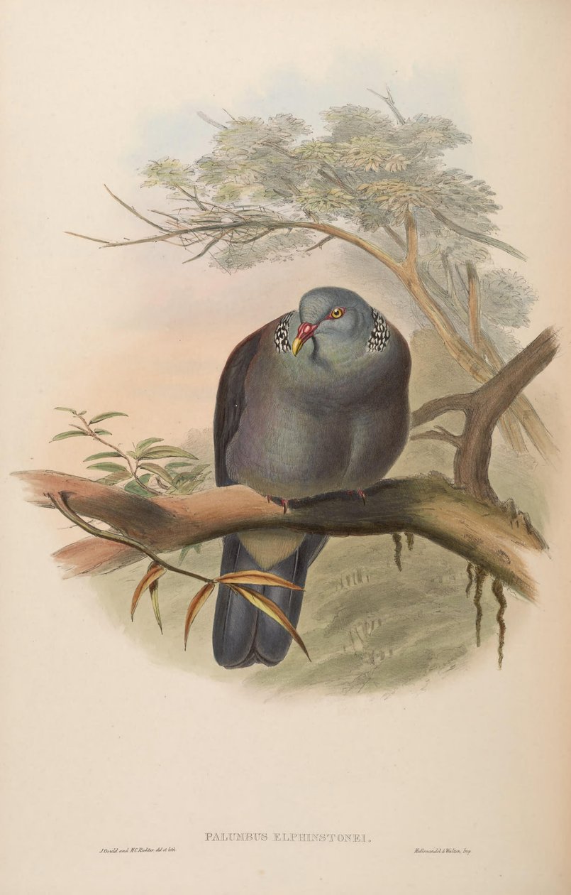 Palumbus elphinstonei = Columba elphinstonii 作者 约翰·古尔德