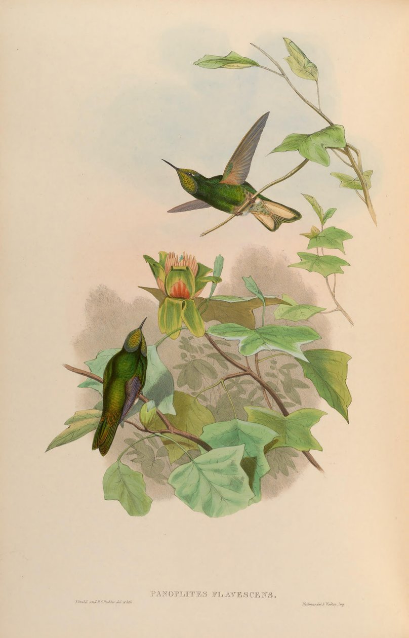 Panoplites flavescens = Boissonneaua flavescens 作者 约翰·古尔德