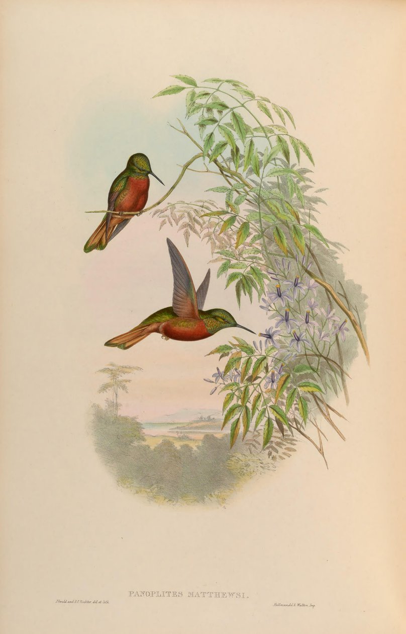 Panoplites matthewsii = Boissonneaua matthewsii 作者 约翰·古尔德