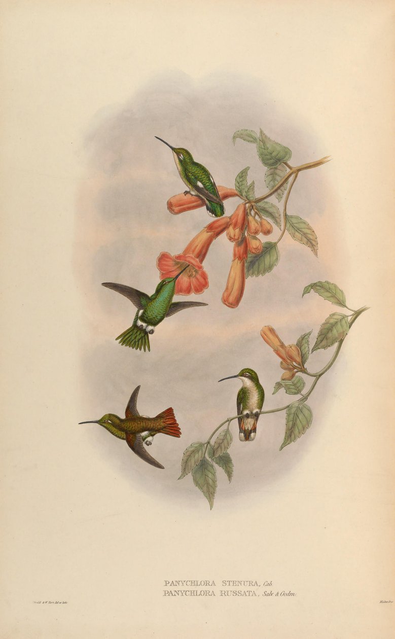 Panychlora russata = Chlorostilbon russatus Panychlora stenura = Chlorostilbon stenurus [2] 作者 约翰·古尔德