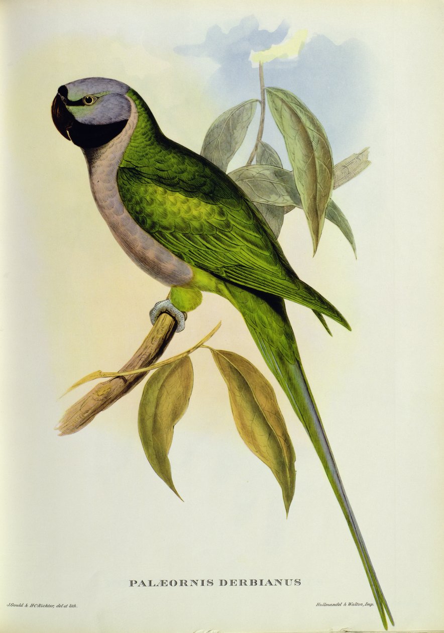 长尾小鹦鹉：Palaeornis Derbianus，1850年 作者 约翰·古尔德